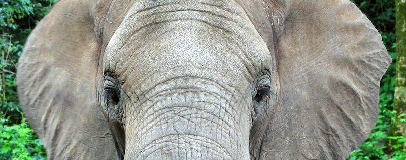 Melanie Heinrich - travel images - Lion Sands Private game reserver Hazyview